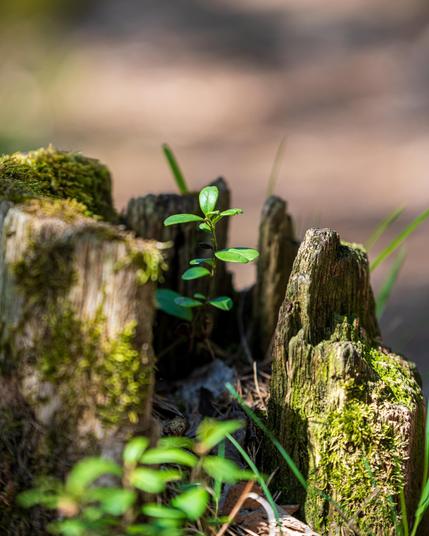 The image shows a small plant with green leaves growing out of a moss-covered, decaying tree stump. The background is out of focus, highlighting the new growth emerging from the old stump. Valokuvaaja Kuvaajankulma