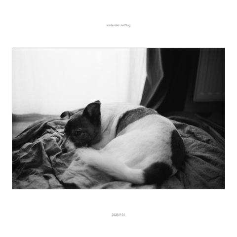 Nanuk liked to rest, but was always alert so as not to miss anything.