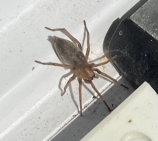 Medium sized spider viewed from above. Grey abdomen and brown head & legs