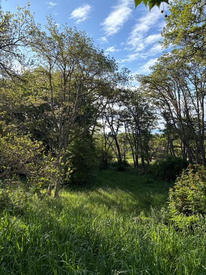 My favourite glade on the edge of the Garry Oak Ecosystem. Long grasses and dense new growth. Spring is the best.