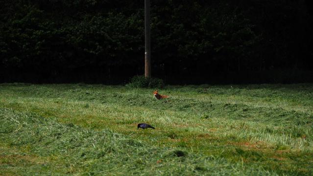 Fuchs beobachtet fressenden Raben auf einer gemähten Wiese.