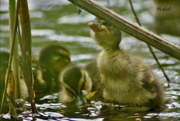 Drei kleine Stockentenküken im Wasser, teilweise verdeckt von Pflanzen. Das linke ist nur im Hintergrund zu sehen, das mittlere zieht mit seinem Schnabel an einer Wasserpflanze und das rechte schnappt nach einem winzigen Blättchen weiter oben und streckt sich danach aus dem Wasser heraus.