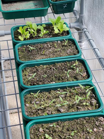Tomato and bok choi seedlings sprouting in four small trays.