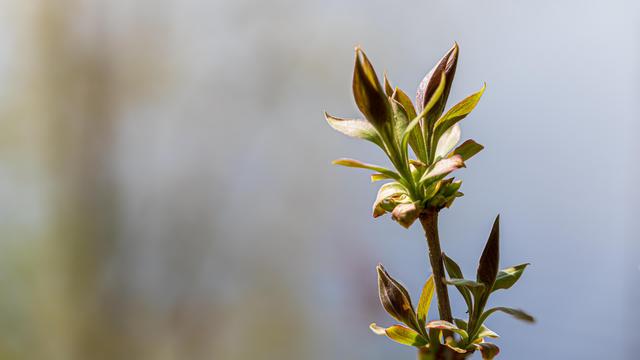 The image shows a close-up of a plant with new leaves starting to grow. The background is softly blurred, highlighting the leaves with a focus on their details and textures. The lighting suggests it's likely taken outdoors, with natural light enhancing the vividness of the leaves.