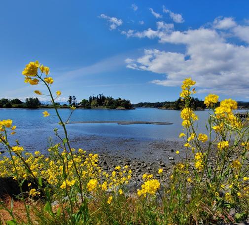 A scenic view of a calm bay beneath a blue sky dotted with white clouds. The foreground features vibrant yellow wildflowers framing the scene. In the distance, several small islands covered with trees dot the water, creating a serene and picturesque landscape. The shoreline reveals a mix of sand and rocky terrain.