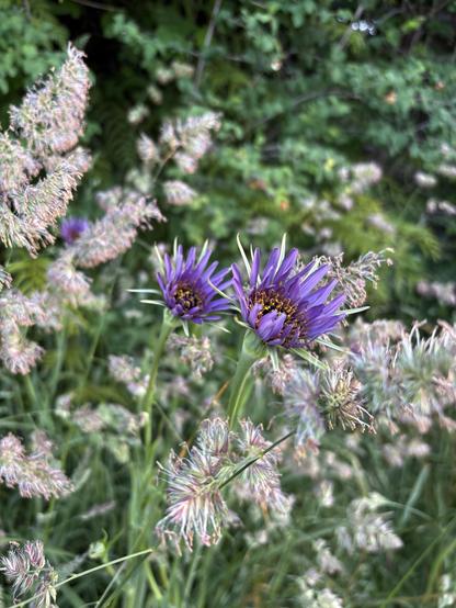 Blooming grasses are really very exciting with close up of Goat’s Beard for focus.