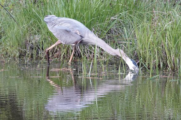 Photograph of a great blue heron in a marsh. The heron''s neck is extended, and its beak is underwater as it grabs at its prey. Its eye is covered by the nictating membrane, making it look cloudy. There are tall marsh grasses behind the heron, and its reflection is visible in the ripples of the water.