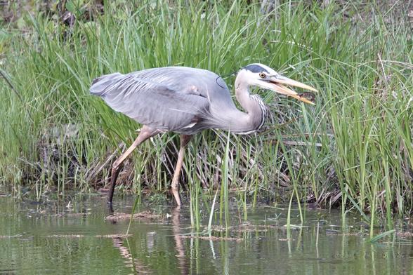 Photograph of the same heron, having pulled its head out of the water. Its beak is slightly open, revealing a small crayfish.