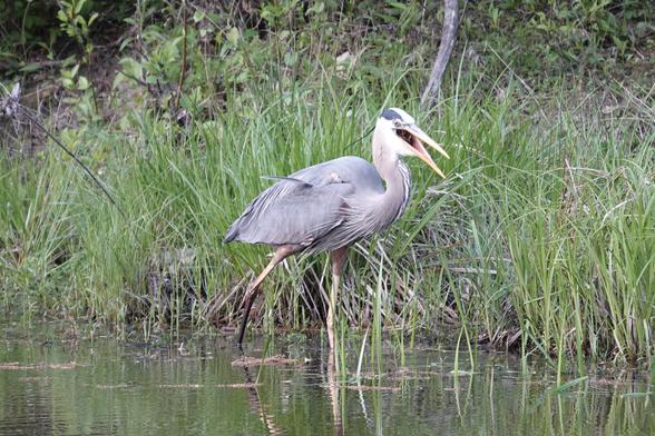 Photograph of the same heron with its beak open and its neck distended. The crayfish is visible in the back of its throat.