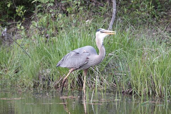 Photograph of the same great blue heron swallowing the crayfish. It's not a flattering picture, but it's about how I would expect to look if I had just swallowed a whole crayfish.