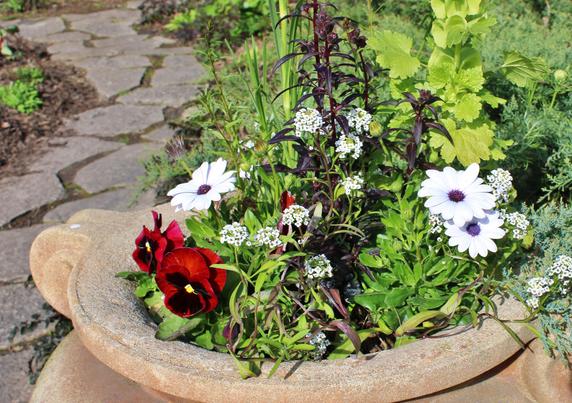 White and red blooms with green and purple foliage in a ceramic container next to a fieldstone pathway.