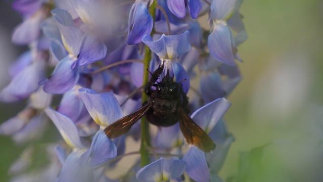 Schwarze große Holzbiene an den blauen Blüten des Blauregens