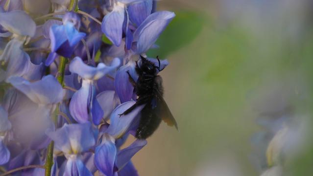 Schwarze große Holzbiene an den blauen Blüten des Blauregens