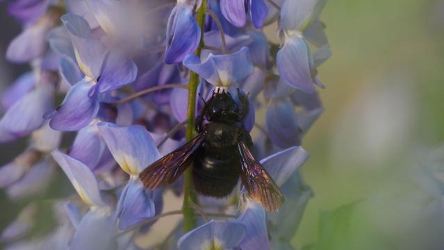 Schwarze große Holzbiene an den blauen Blüten des Blauregens