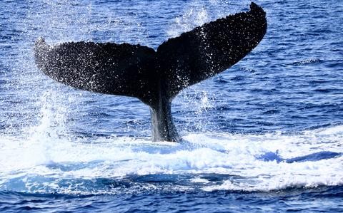 Don’t miss this season’s whale-watching tours in Okinawa