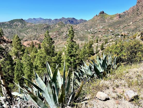 Gran Canaria, Mirador Cruz Grande, on a gorgeous winter day with blue skies all around, huge mountains looking over the scene in the horizon while at the front lots of pine trees as well as agave plants. On the right side, you can see a rather tiny road where cars drive through, so you can compare with the gigantic mountains in perspective. This is the point towards the centre of the island from which you can no longer see the ocean, making you feel like you are hiking up somewhere in the mountains of continental land. Errr, nope, you're still in paradise island 😍👍🏻 heh