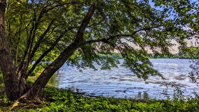 On a warm summer afternoon, in the shade of a massive old maple tree beside a large lake rippled by a nice fresh breeze. The tree is formed by two separate trees that grew together long ago. It has many branches and spreads out across a wide area over and next to the lake. The ground around the tree is a carpet of low leafy ground cover, with some tall water grasses in the shallows just beyond the tree.
