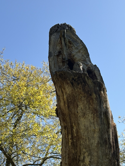 Barred Owl looks very comfortable in this large old snag in Beacon Hill Park against a brilliant blue, cloudless sky.