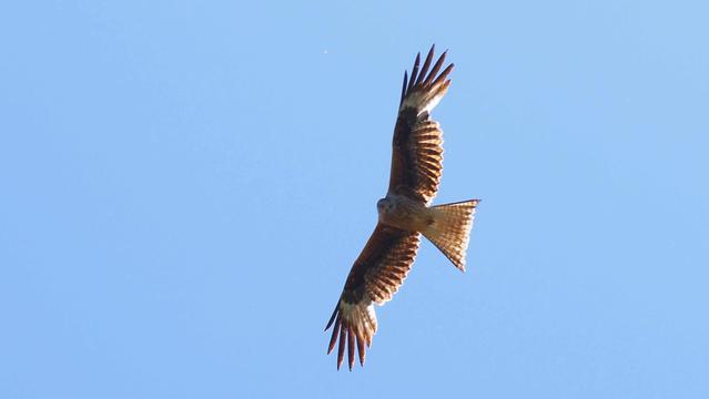 Rotmilan vor hellblauem Himmel. Schaut Richtung Fotograf