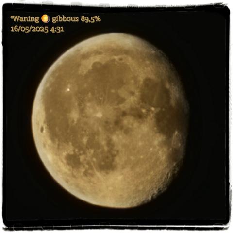 AI alt text:
A close-up photograph of the Moon in its waning gibbous phase, captured on May 16, 2025, at 4:31. The lunar surface is prominently detailed with visible craters and mare regions, showcasing its textured and rugged landscape under soft lighting. The illuminated portion of the Moon comprises 89.5% of its surface, indicating it is just past the full moon phase and gradually decreasing in brightness. The background is pitch black, emphasizing the golden hue and clarity of the Moon. At the top left corner, text in a decorative serif font reads: 'Waning 🌖 gibbous 89,5%' and '16/05/2025 4:31'.