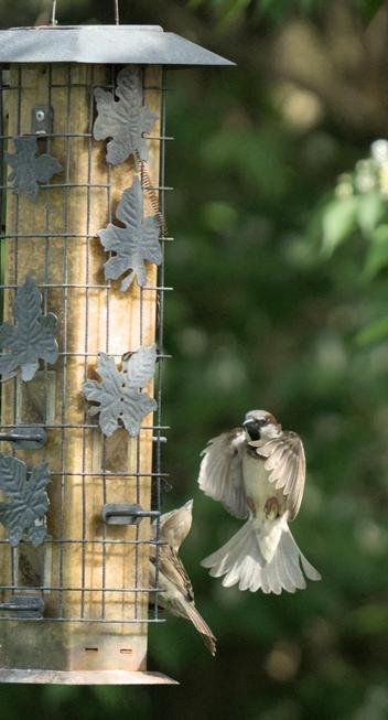 A house sparrow temporarily hovers in a vertical position next to a hanging bird feeder. Its tail feathers are fanned out and its wings are at the bottom of the stroke, looking like a rapper mid-verse.