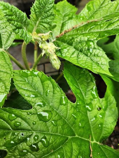 Green oak leaf hydrangea leaves with a blooming stalk just showing out the tip of one branch.