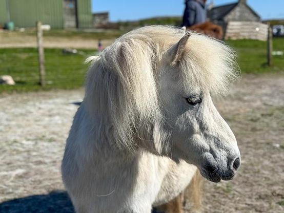 Shetland pony