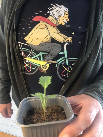 Broccoli Sebastian