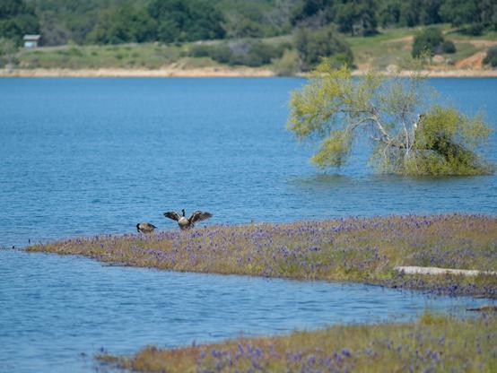 A Canadian goose flapping its wings in front of a tree that is partially submerged in water from the lake