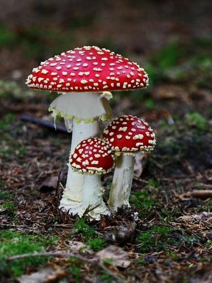 Mushrooms plotting your doom in a language few know.