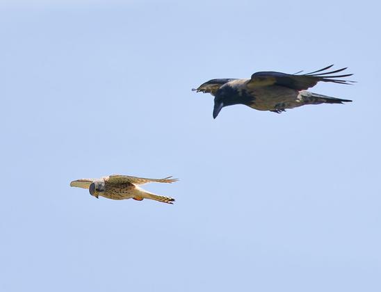 Turmfalke und Nebelkrähe