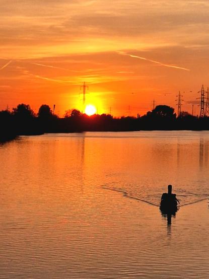 A sunset scene over a wide river. The sky is ablaze with warm hues of orange and yellow, transitioning to softer shades towards the horizon. The water reflects the fiery colors of the sky, creating a mirror image. Gentle ripples disturb the otherwise smooth surface of the water. In the foreground, a dark silhouette of a swan is visible, gliding across the water, leaving faint trails. The distant shoreline is marked by dark silhouettes of trees and utility towers.