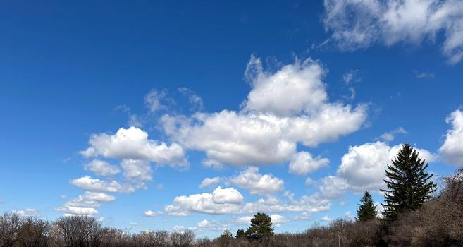 Fluffy white clouds parade diagonally through the sky, more distant near the lower left horizon and closer near the top right corner. Below, a few taller evergreens reach up to touch the sky from amidst a sea of barren deciduous.