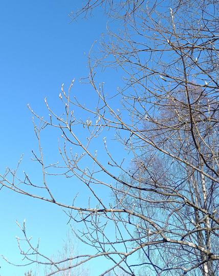 photo of mostly bare tree branches against a clear blue sky. there sre some silverish buds on some of the branches