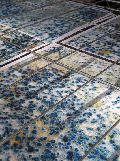 Faux-CMYK riso prints of patchy blue mold.