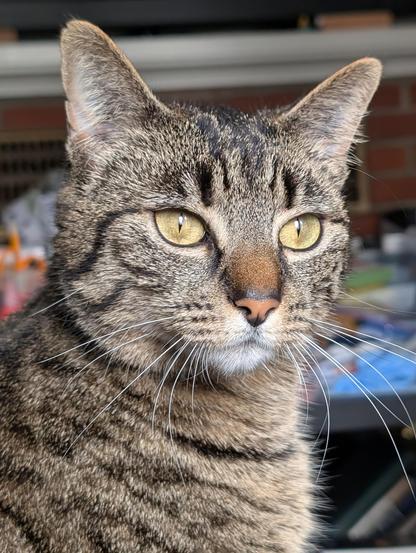 Portrait of a handsome gray tabby cat, staring intently at something off camera.
