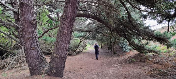 Coniferous trees with sweeping stooped branches and me walking on a bed of fallen needles from the pine trees. Mystical magical place.