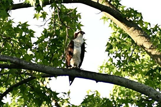 Osprey perched on a branch