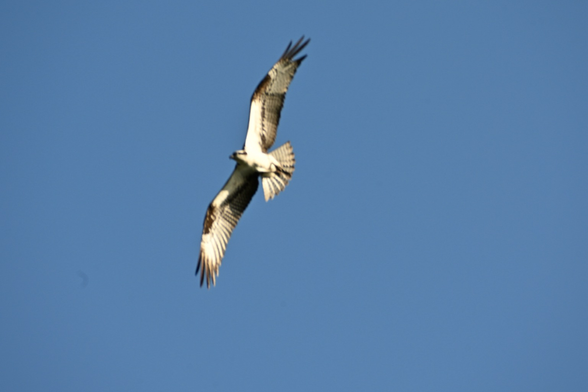 Osprey in flight