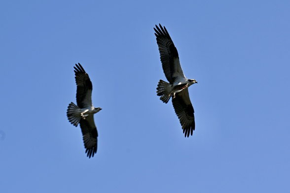 Two osprey in flight