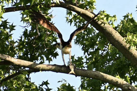 Osprey landing in a tree with a big fish