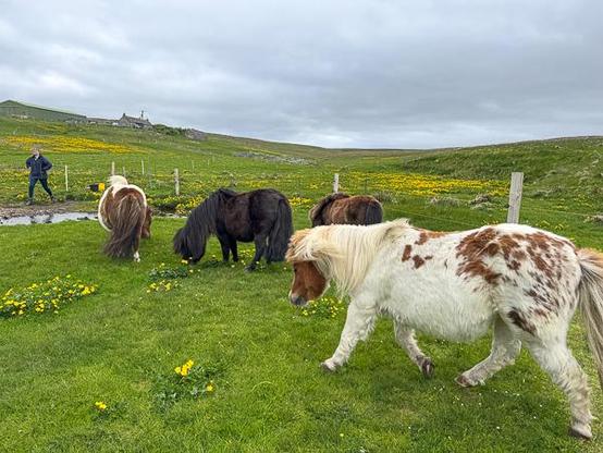 Shetland ponies