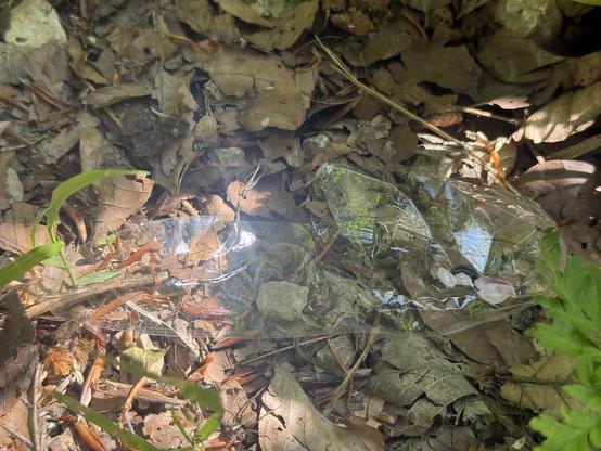 Die Folie einer Zigarettenpackung liegt am Wegrand im Wald.