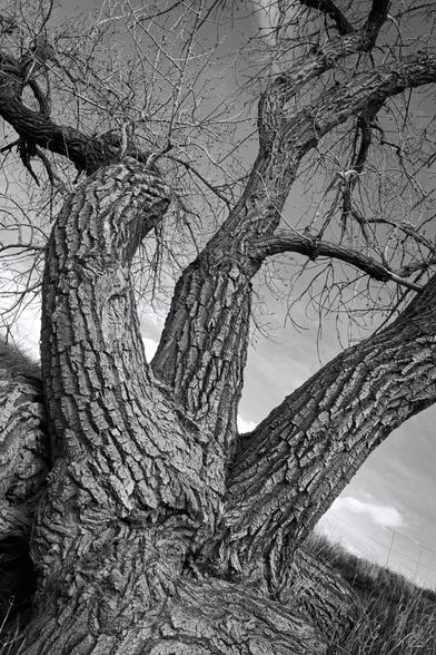A striking black and white photograph depicting a sturdy, gnarled tree with intricate bark texture and bare branches. The perspective emphasizes the tree's natural patterns against a moody sky.