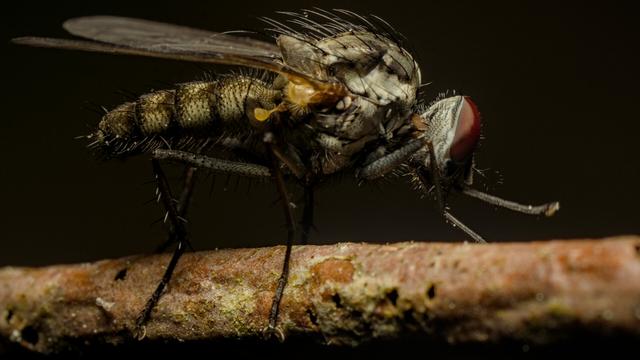 Fly, close-up.