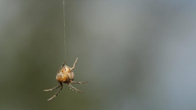 Spider abseiling (rapelling).