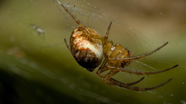 Spider upside down in it's web