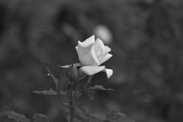 Rose, closeup, black and white, photo