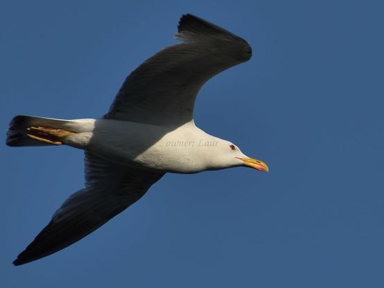 Bird, closeup, color, photo