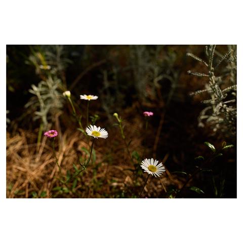 Closeup of two daisies and wildflowers in the shade. A blurred hedge is visible in the background.